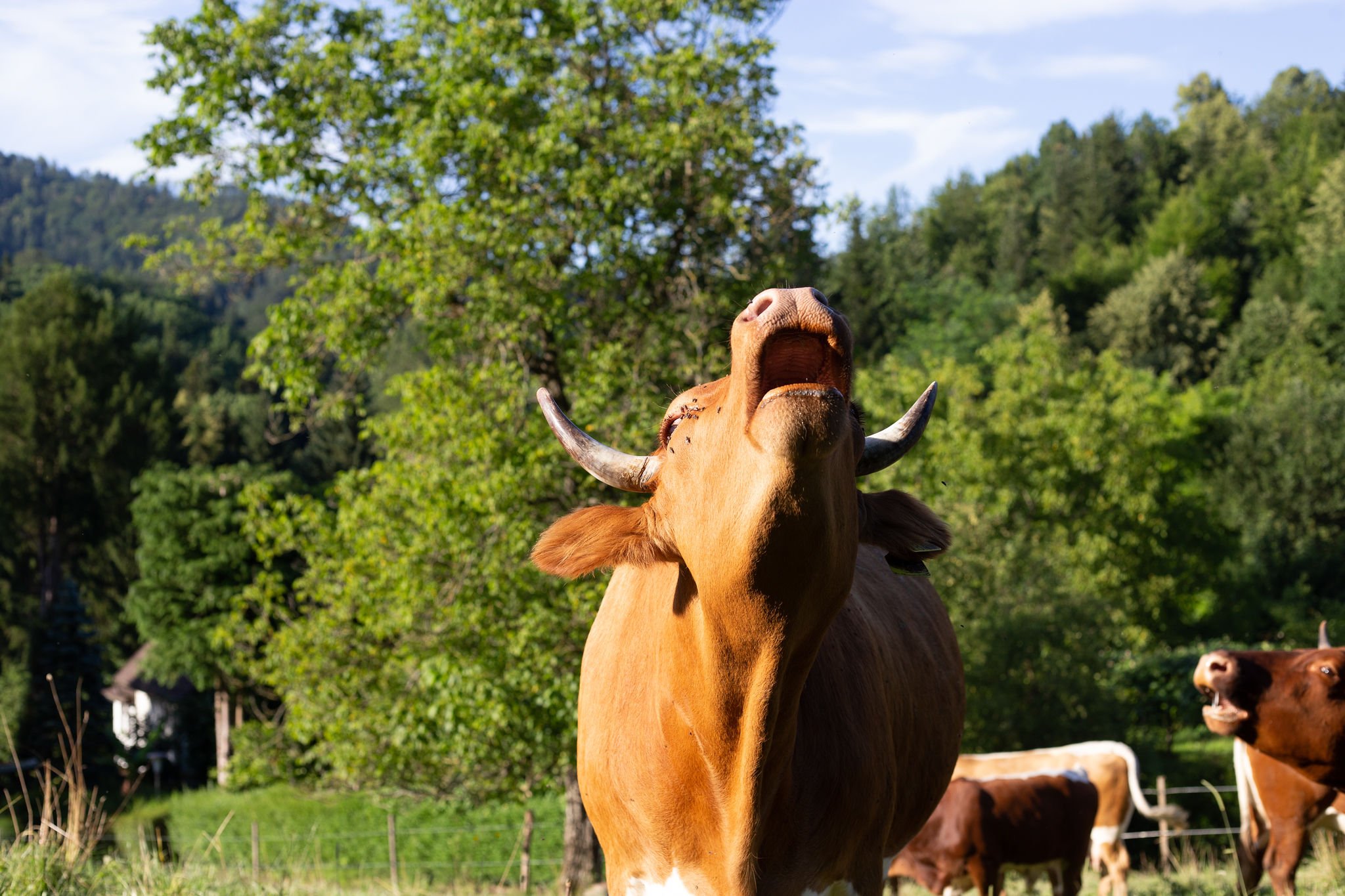 pohorje-bio-beef-0