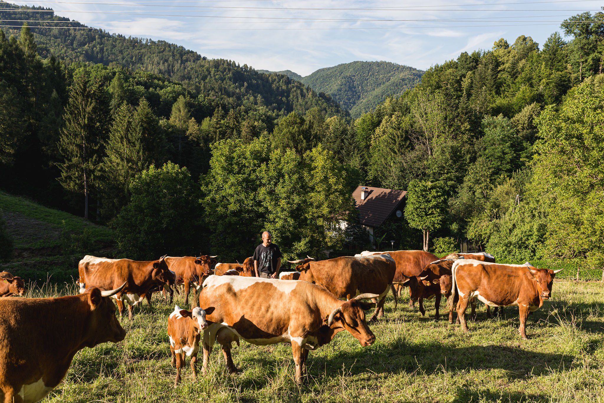 pohorje-bio-beef-2