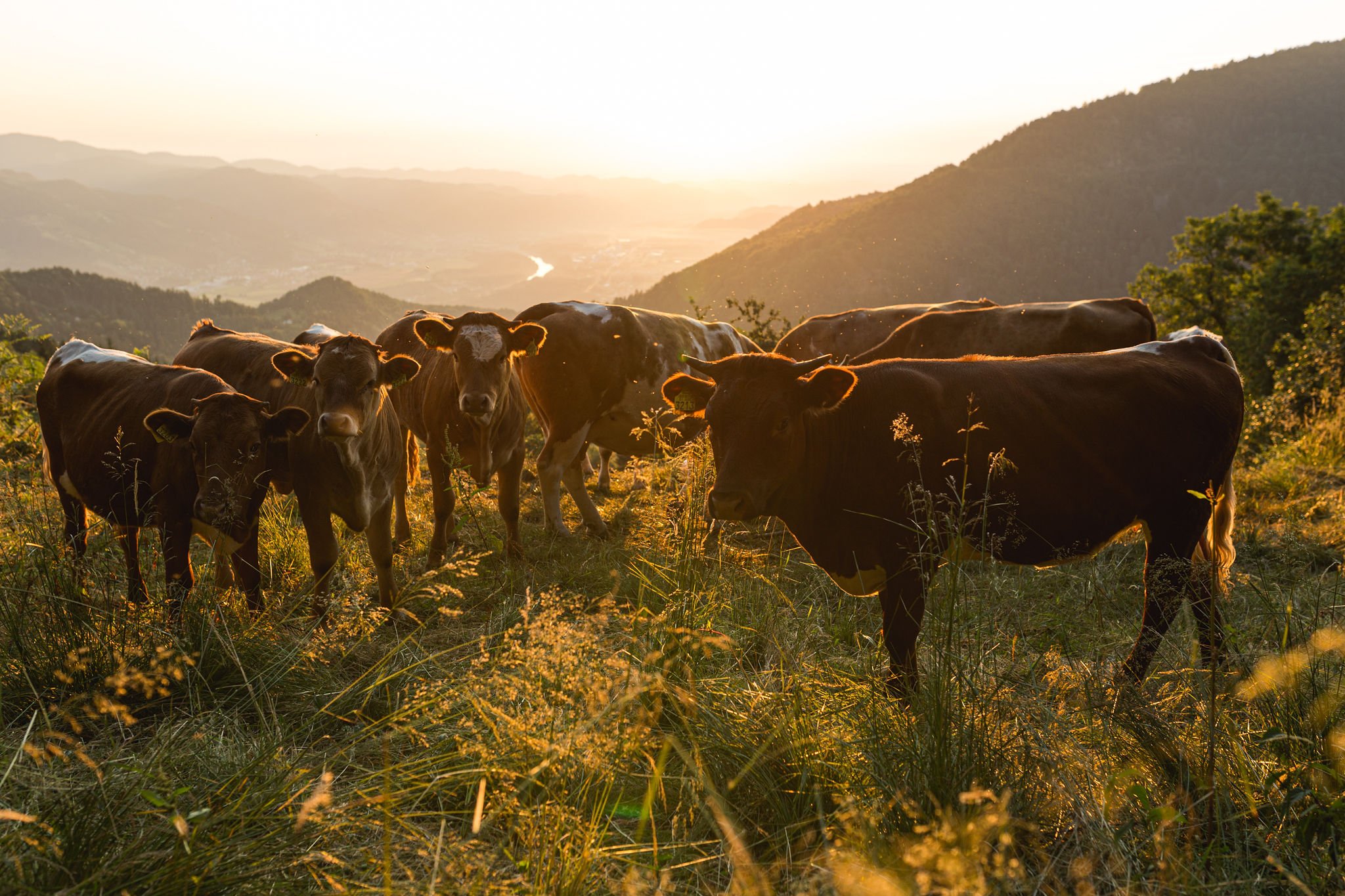 pohorje-bio-beef-3