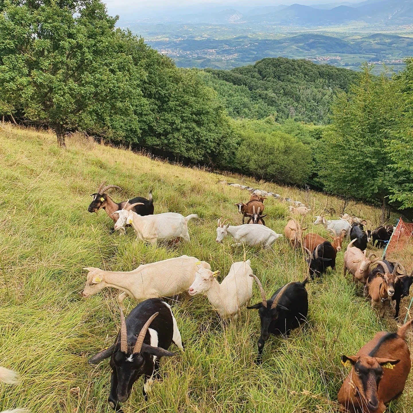 domacija-cilcevi-ekoloska-kmetija-in-sirarna-2