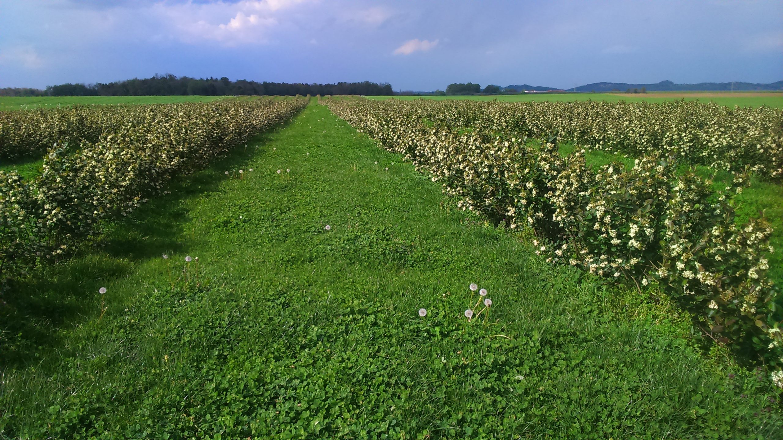 ekoloska-kmetija-pivko-0