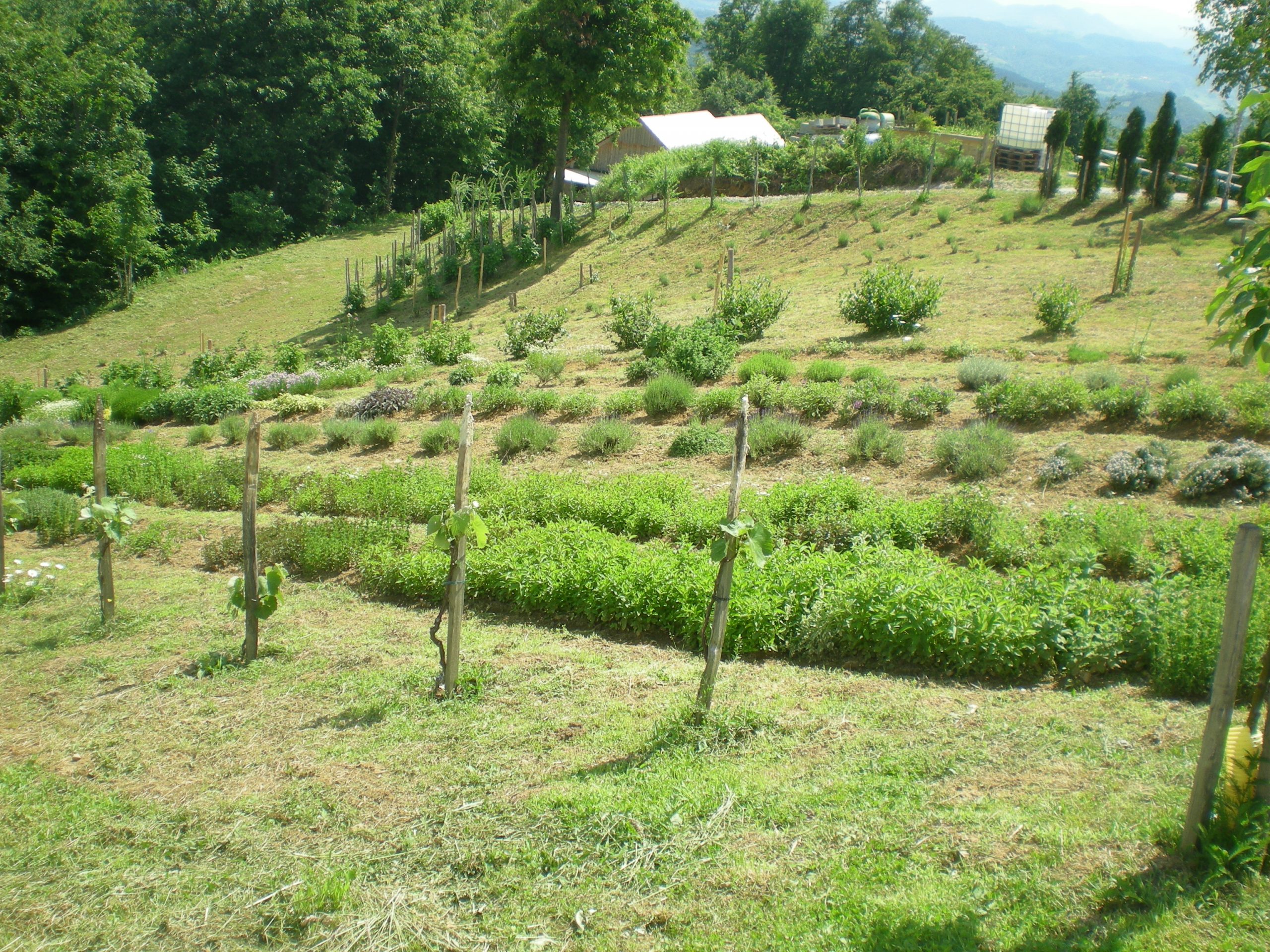 zeliscna-kmetija-gorska-roza-spela-pogelsek-0