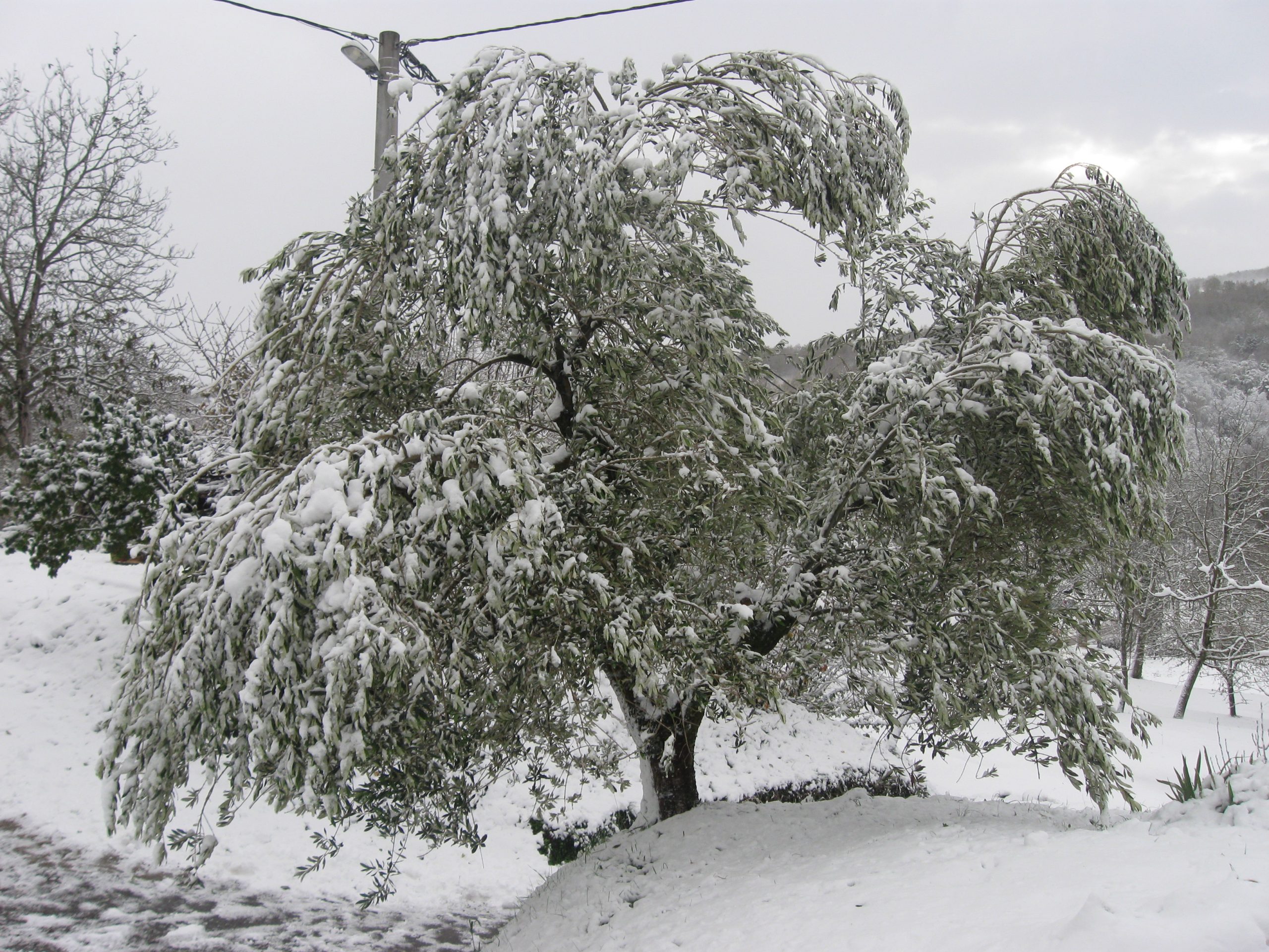 ekoloska-kmetija-karlonga-10