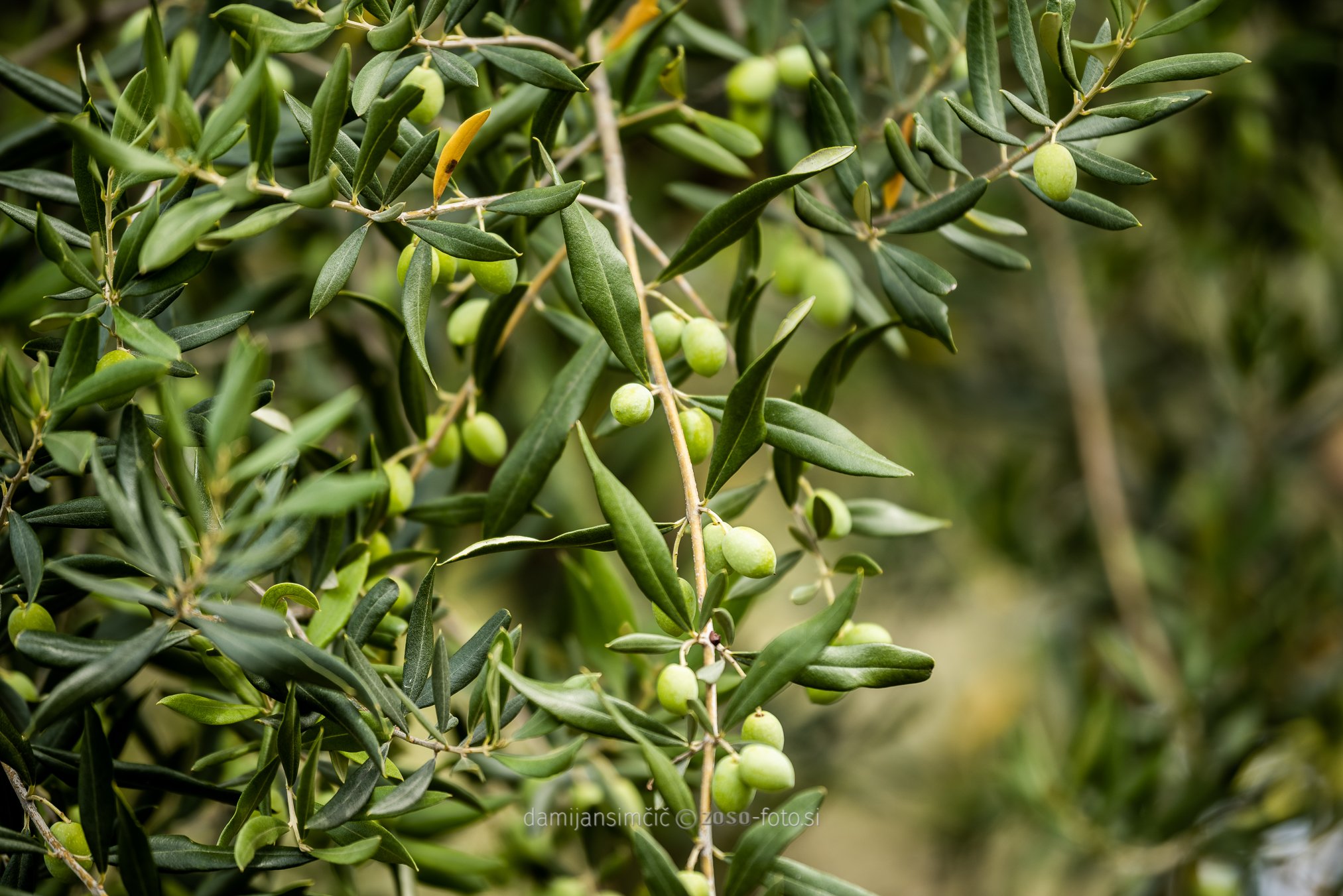 villa-eva-eco-olive-oil-15