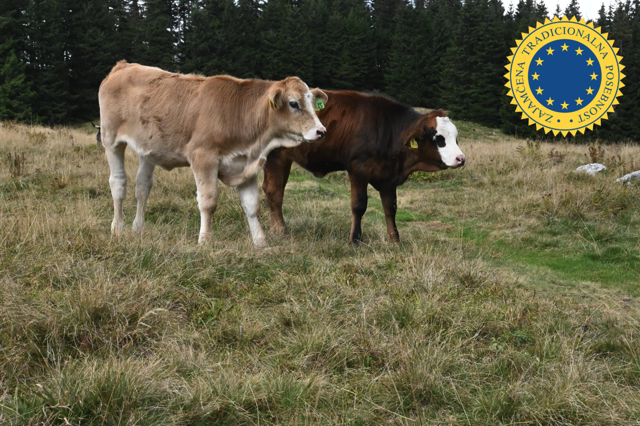 Krave na pašniku, v desnem zgornjem kotu slike znak Zajamčena tradicionalna posebnost